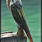 Pelikanportrait (Galapagos)