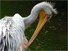 Pelikans Morgentoilette (Neuwieder Zoo)