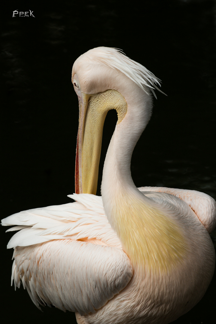 Pelikanscher Federexorzismus