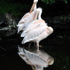 Pelikanspiegel