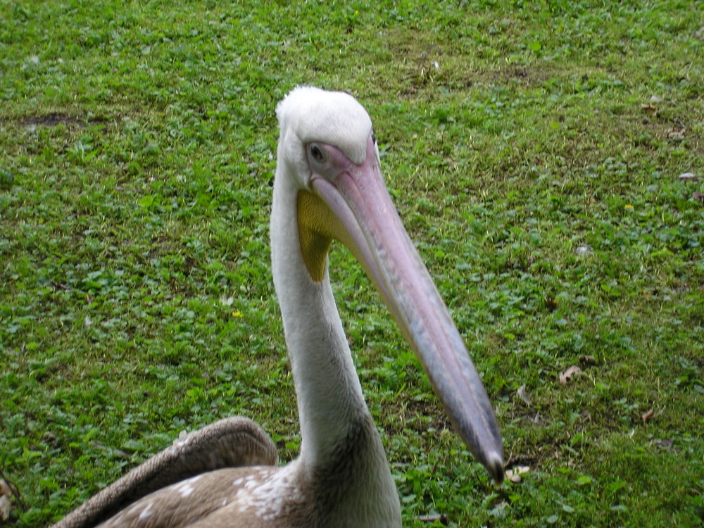 Pelkan im Zoo