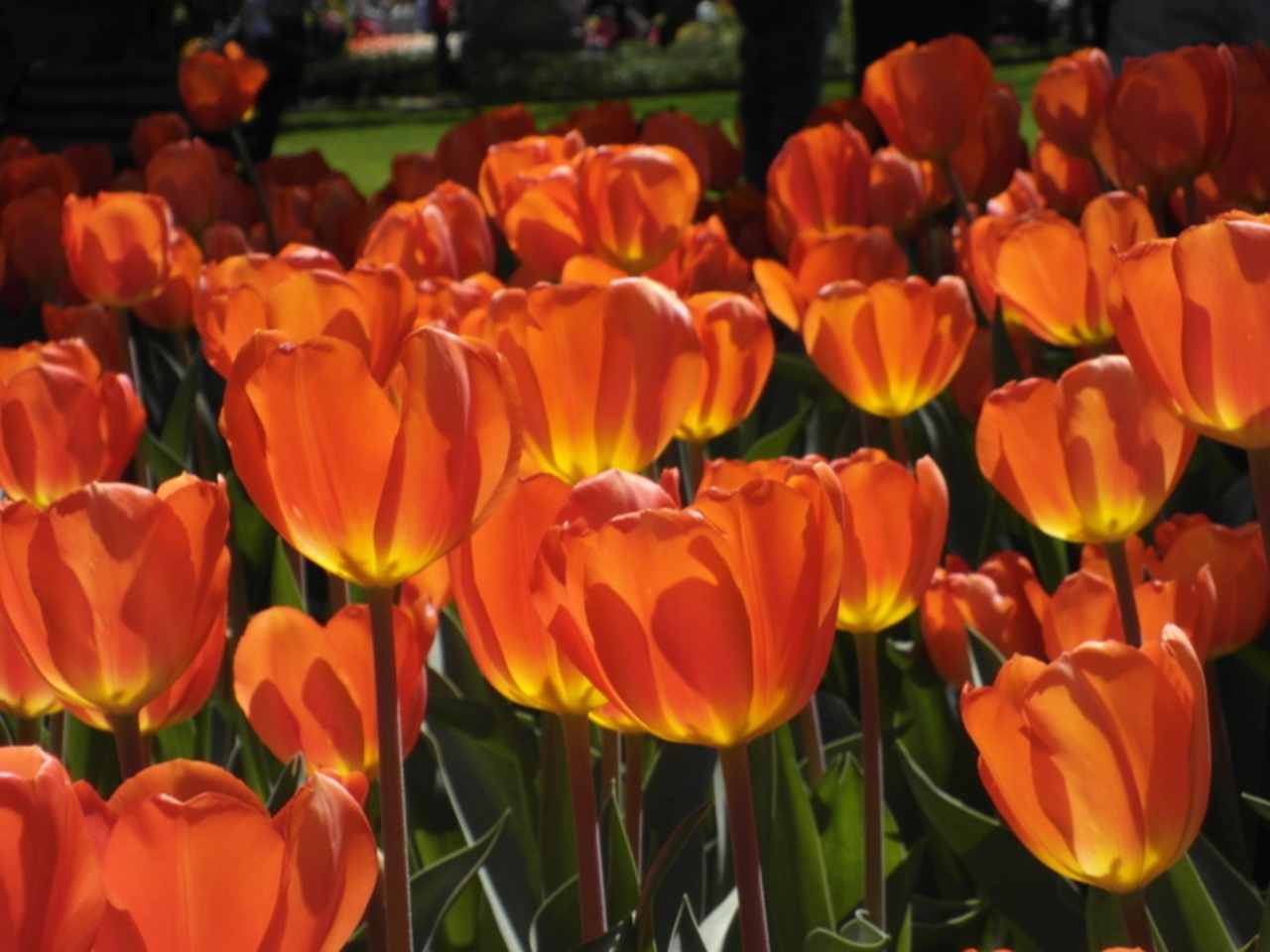 pella tulpenfest usa