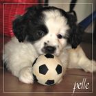 Pelle