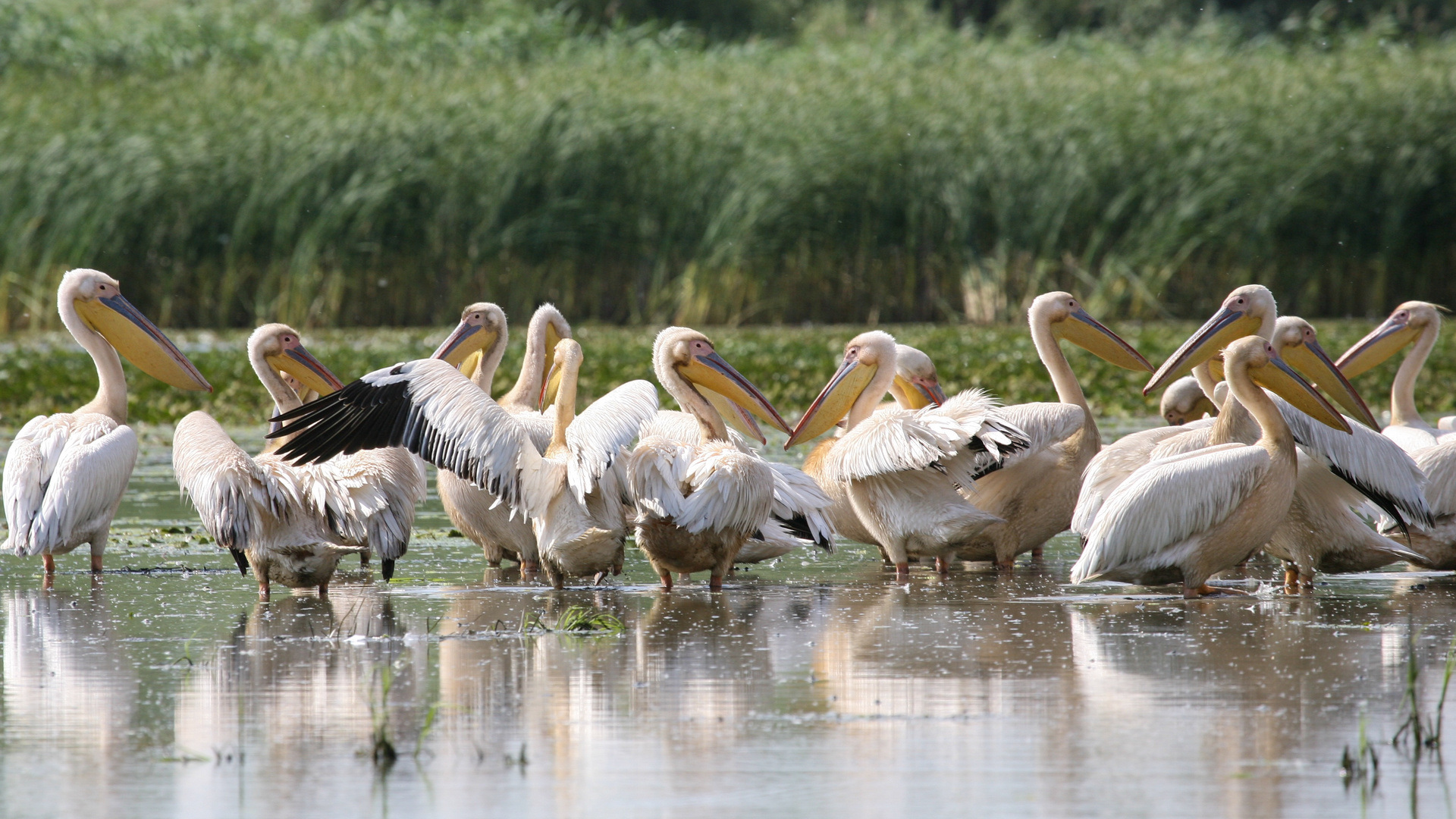 Pelle im Donaudelta