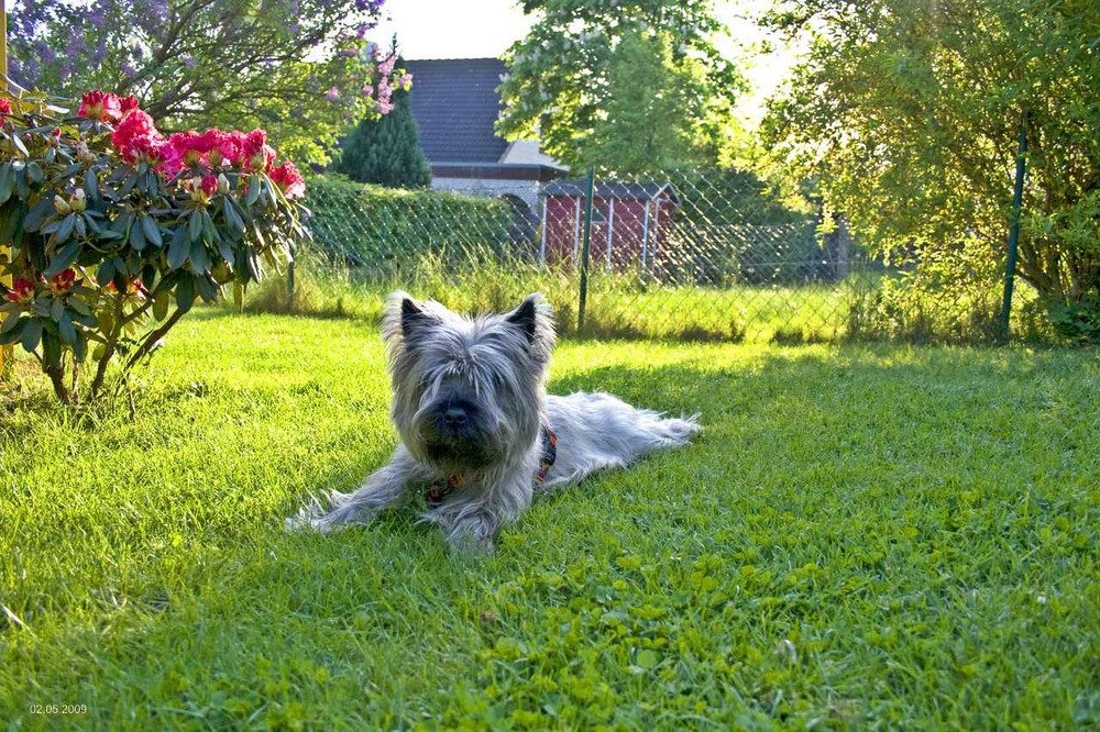 Pelle im Garten