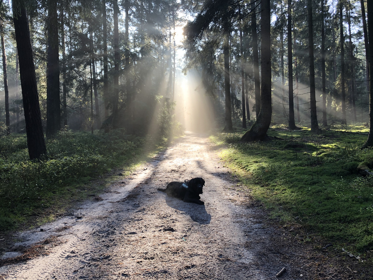 Pelle im Wald.