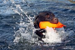 Pelle liebt das Wasser und sein Spielzeug