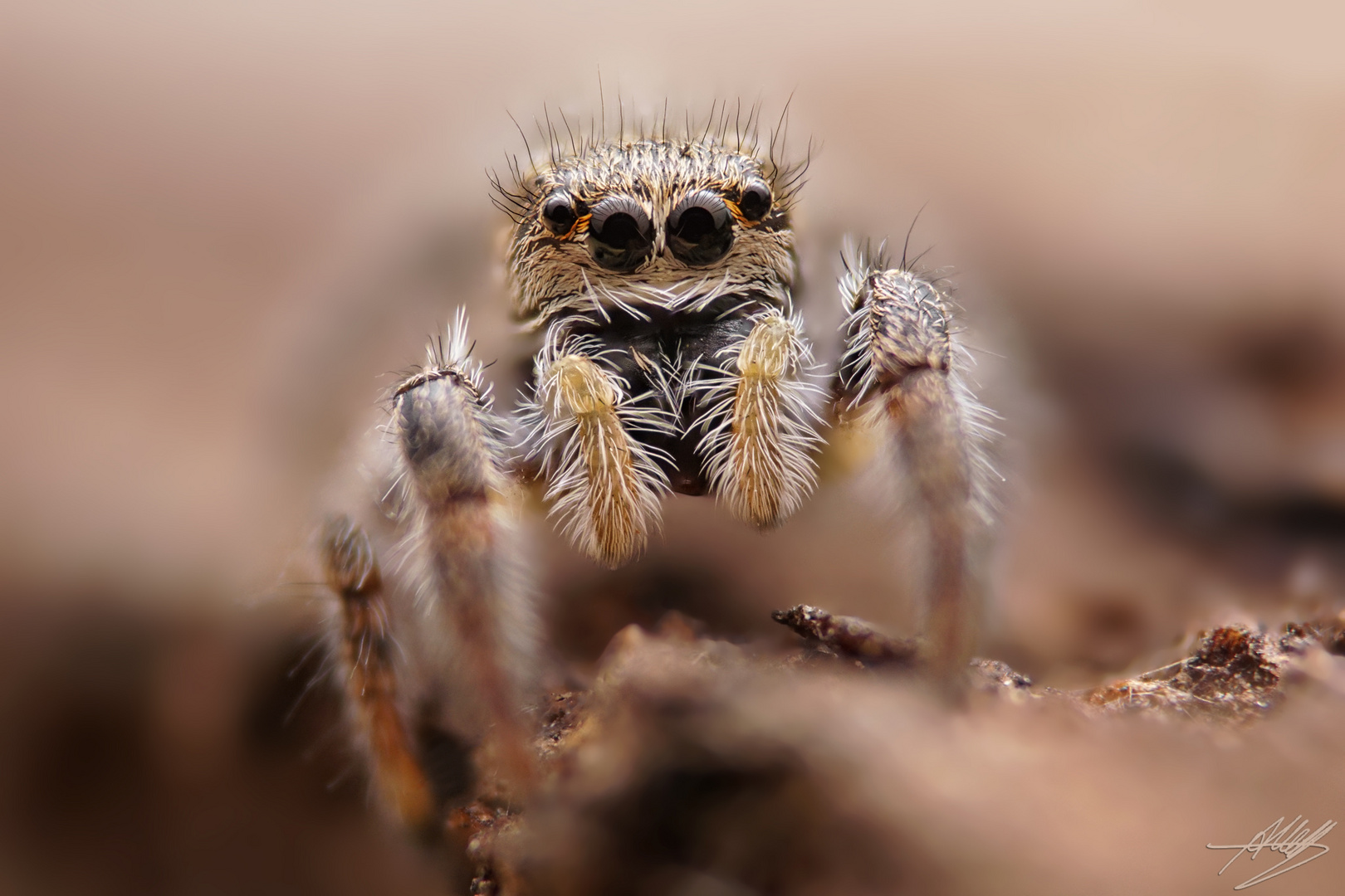 Pellenes tripunctatus Weibchen