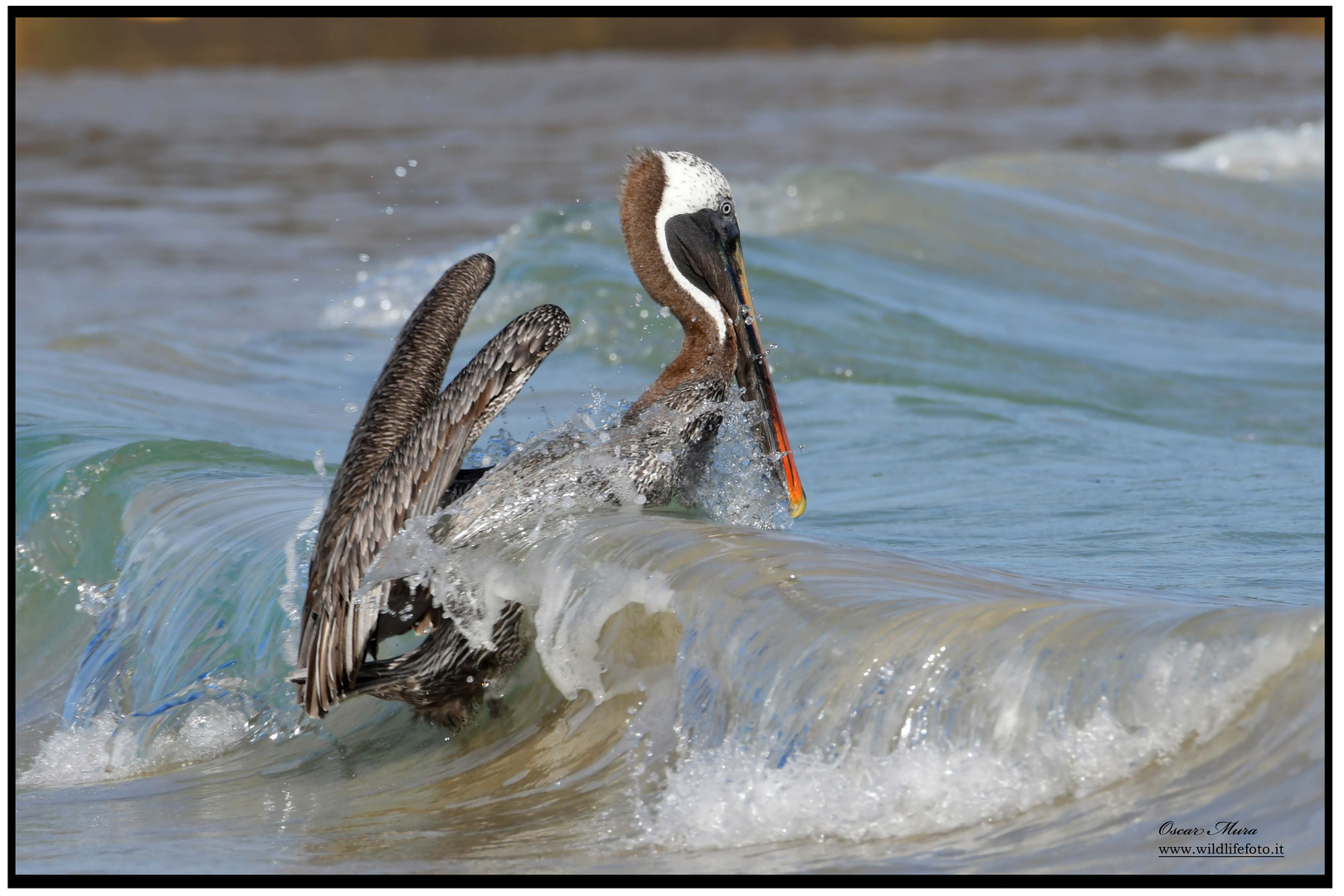  Pellicano Bruno delle Galapagos #oscarmura https://www.wildlifefoto.it/