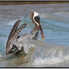  Pellicano Bruno delle Galapagos #oscarmura https://www.wildlifefoto.it/