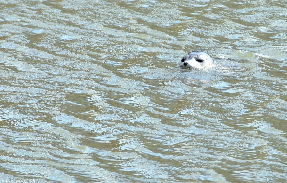 Pellworm (16) / Kleiner Seehund