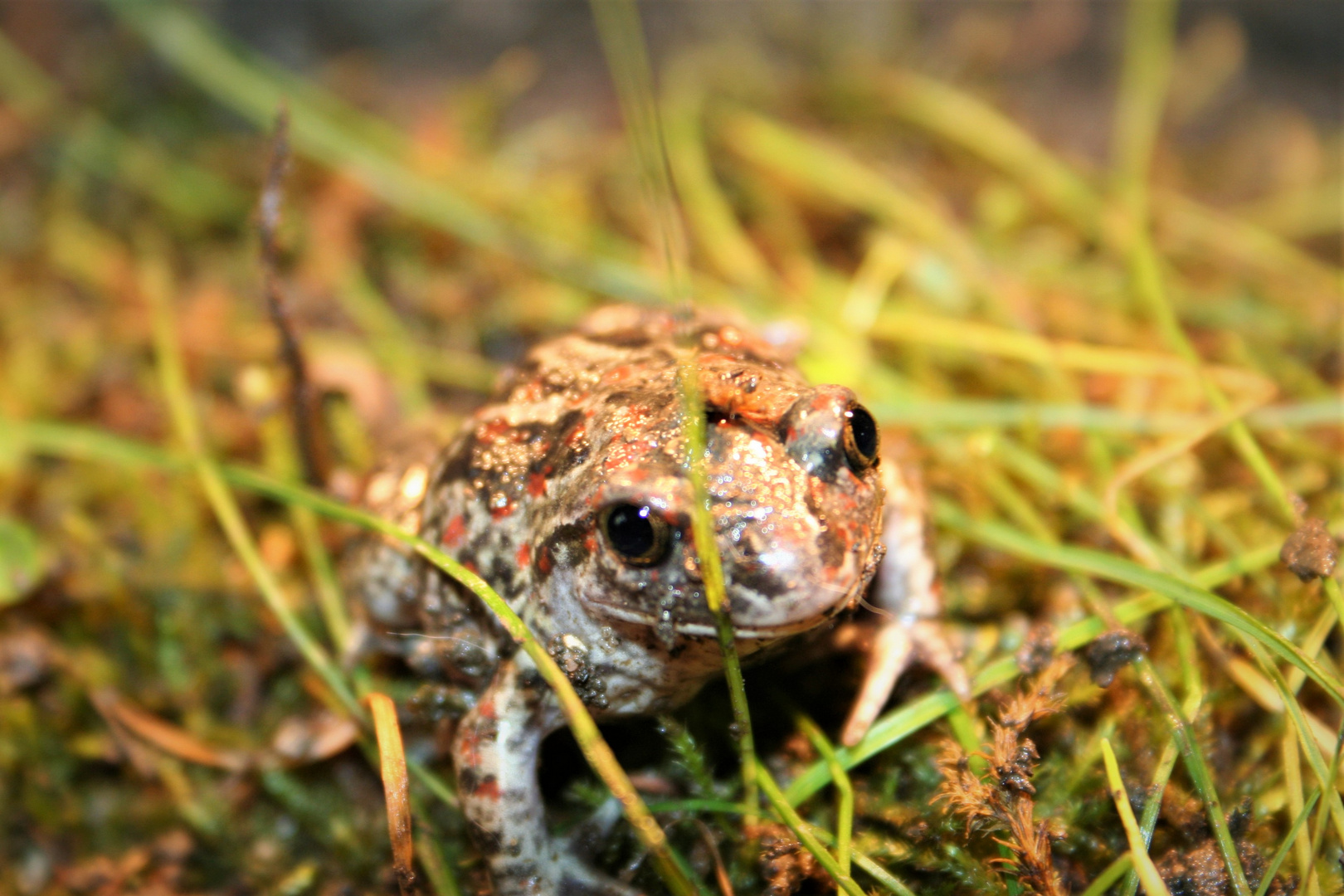 Pelobates fuscus 