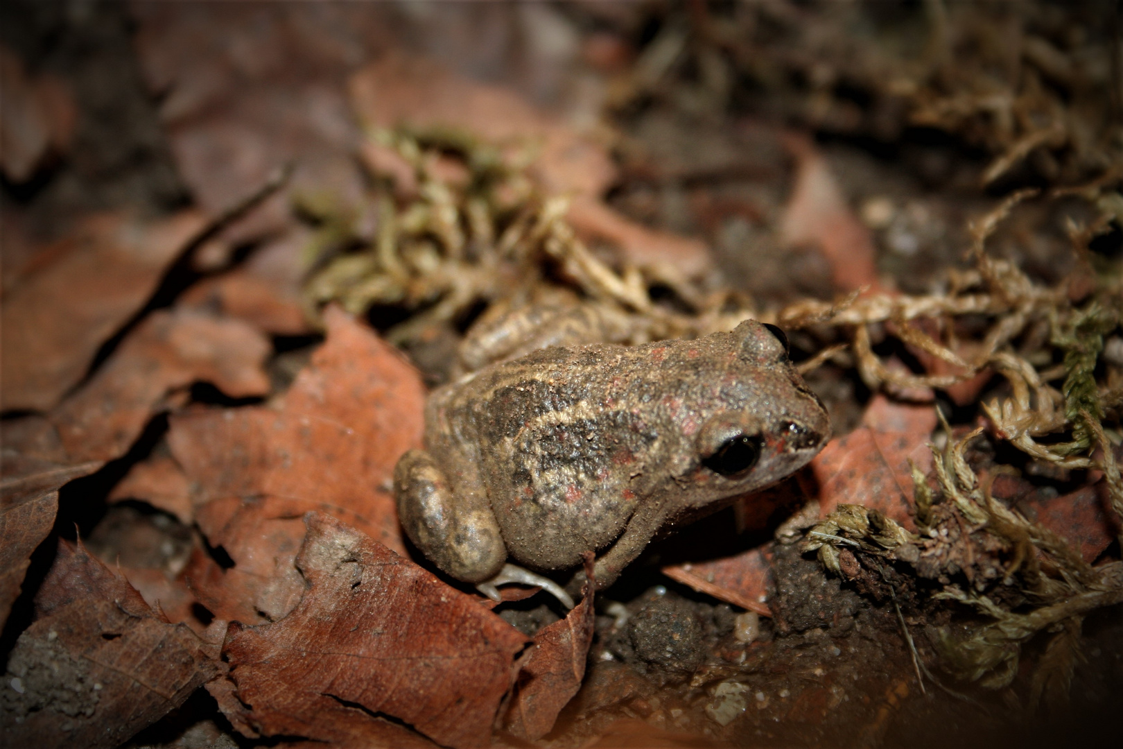 Pelobates fuscus nachzucht 