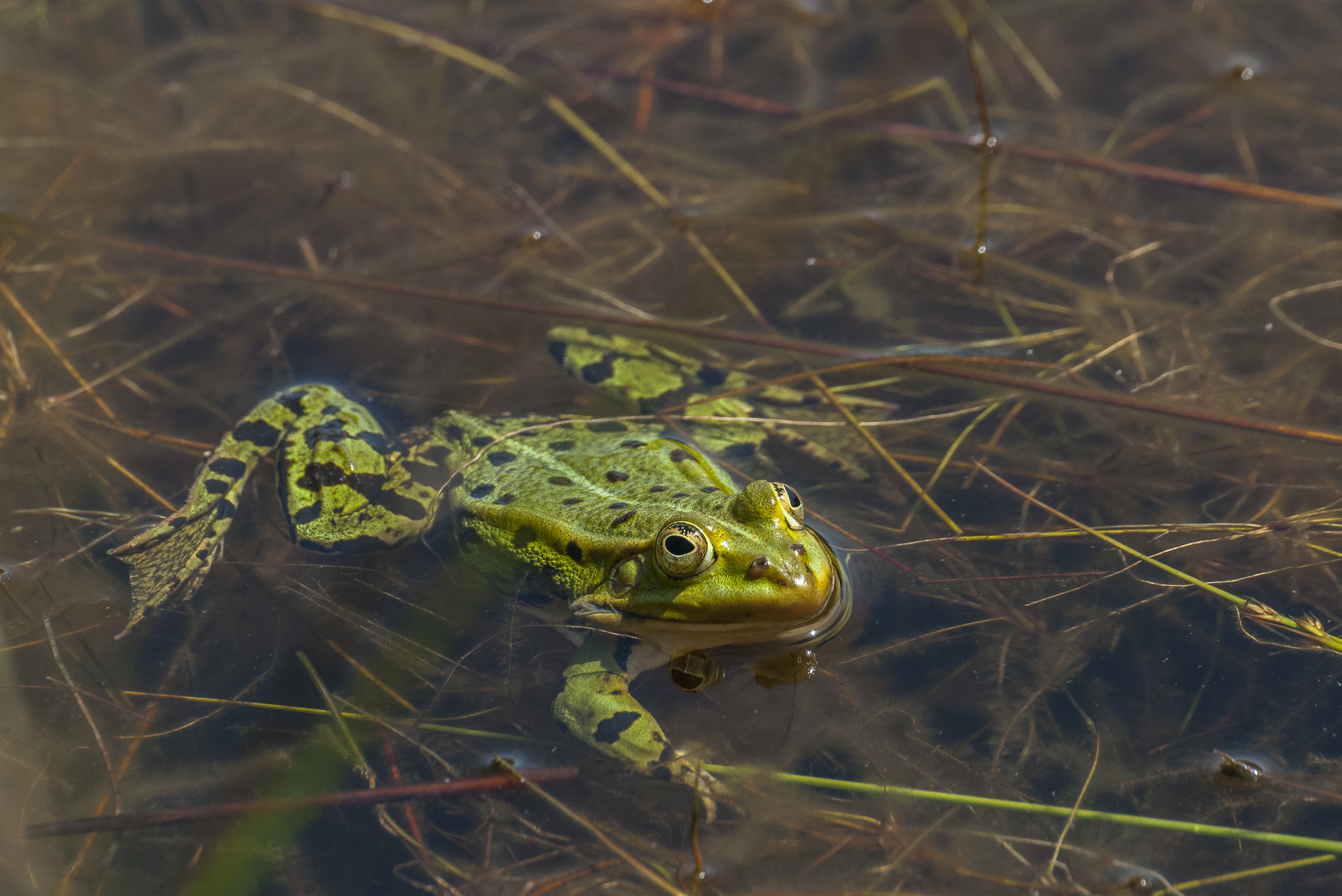 Pelophylax