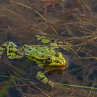 Pelophylax