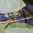 Pelophylax Esculenta - Pond Frog