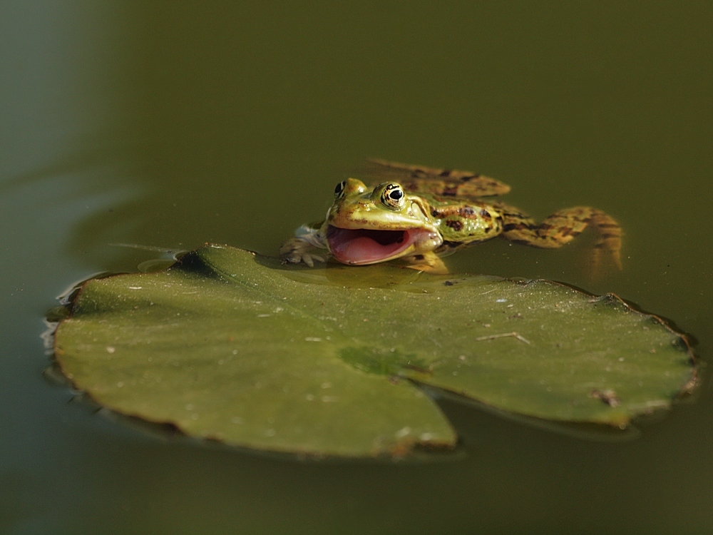 Pelophylax esculentus