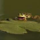 Pelophylax esculentus