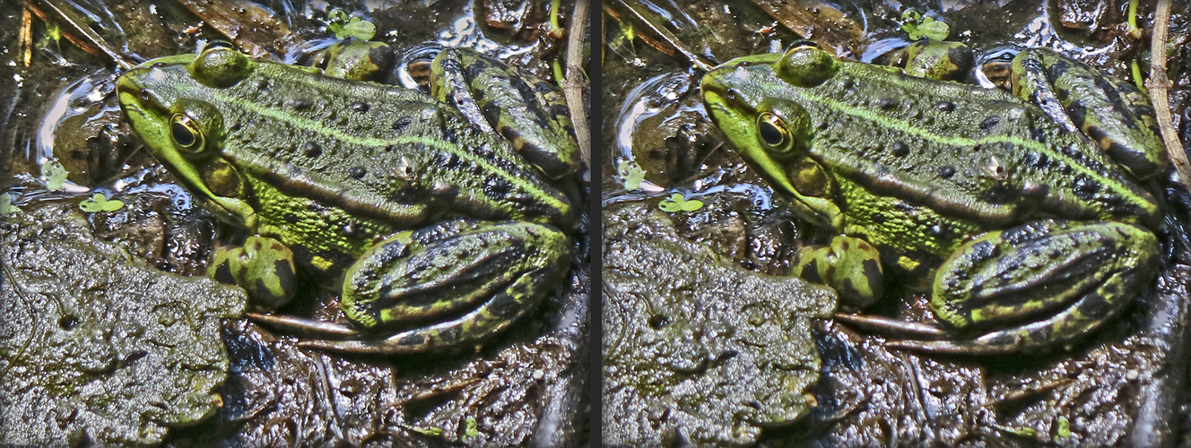 Pelophylax esculentus (3D)