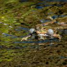 Pelophylax esculentus