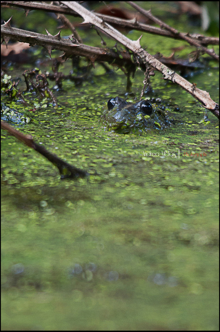 Pelophylax esculentus