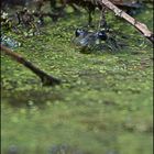 Pelophylax esculentus