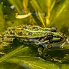 Pelophylax esculentus