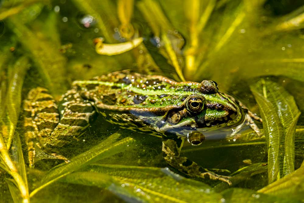 Pelophylax esculentus