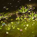 Pelophylax esculentus