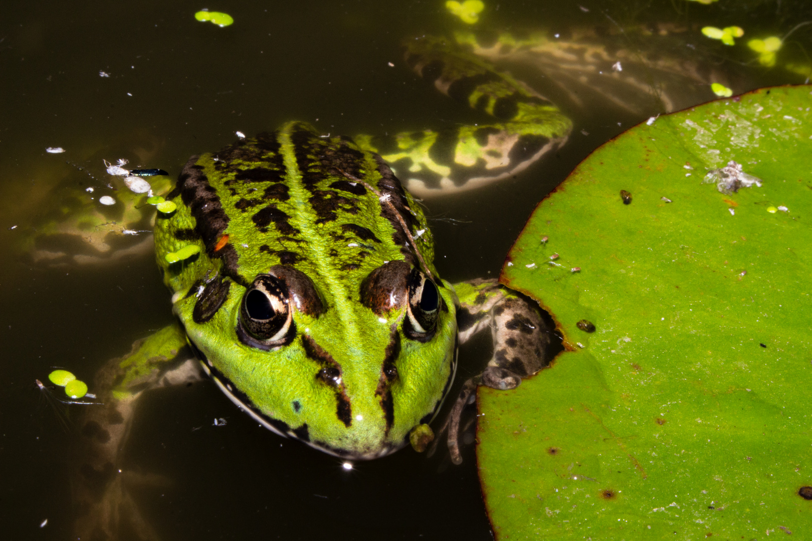 Pelophylax esculentus  II