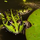 Pelophylax esculentus  II