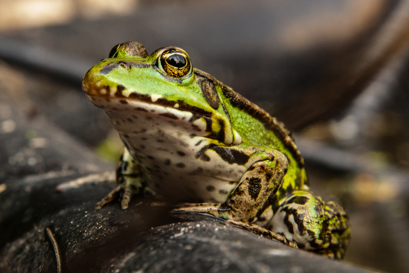 Pelophylax esculentus III