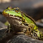 Pelophylax esculentus III