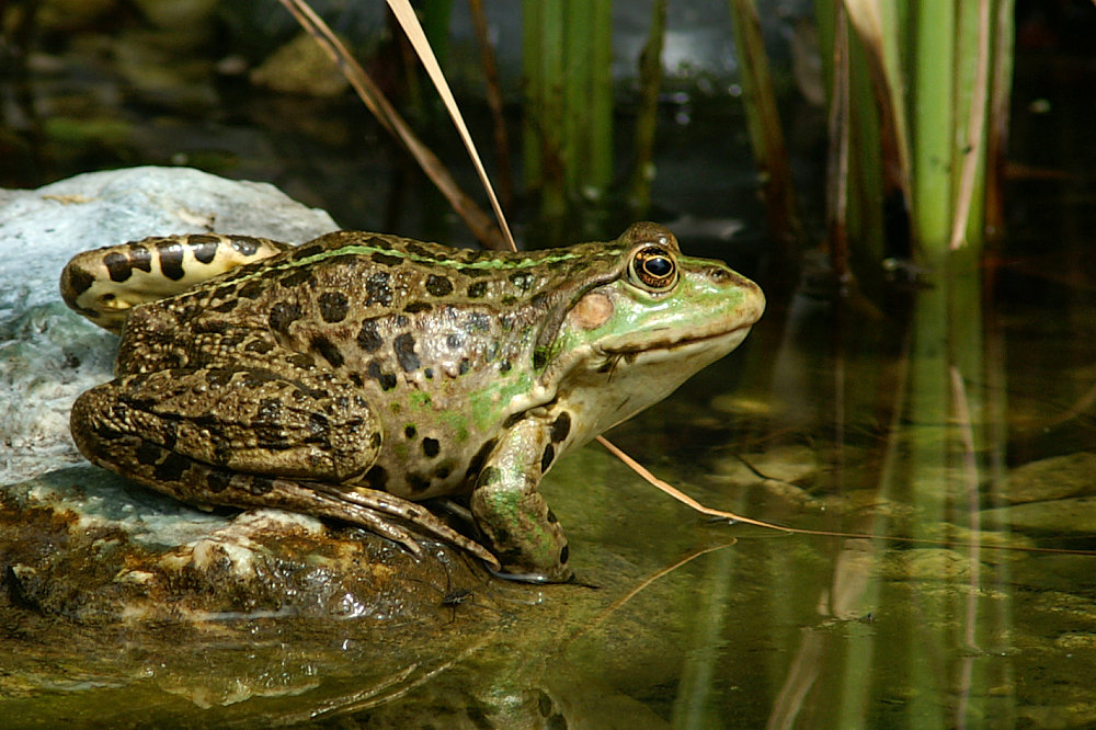 ~ Pelophylax kl. esculentus ~