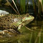 ~ Pelophylax kl. esculentus ~