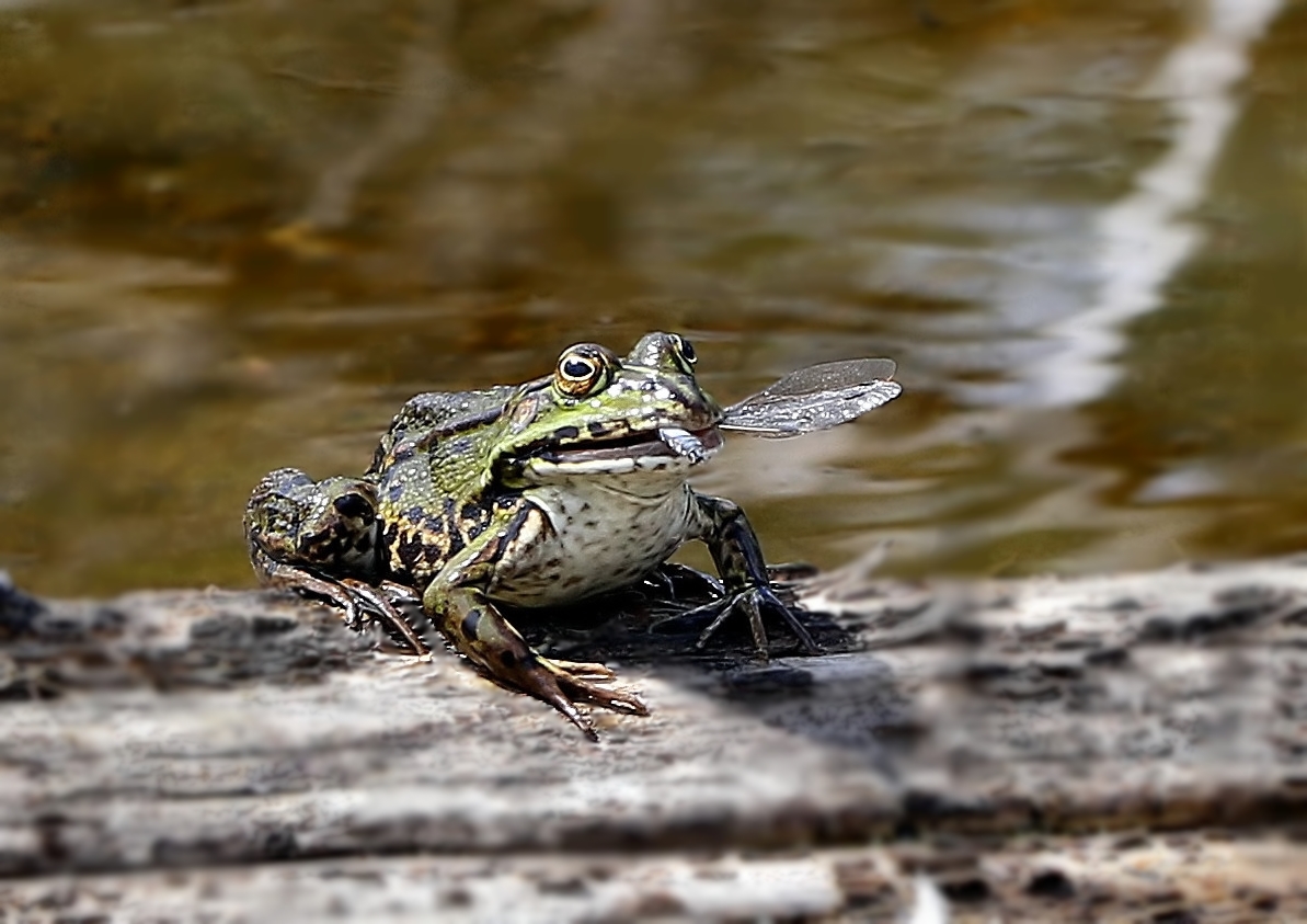 Pelophylax perezi + Libelle †