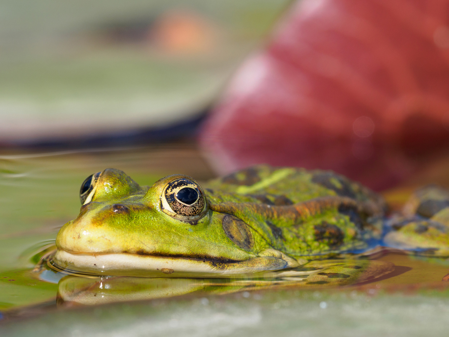 Pelophylax ridibundus