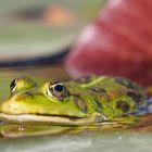 Pelophylax ridibundus