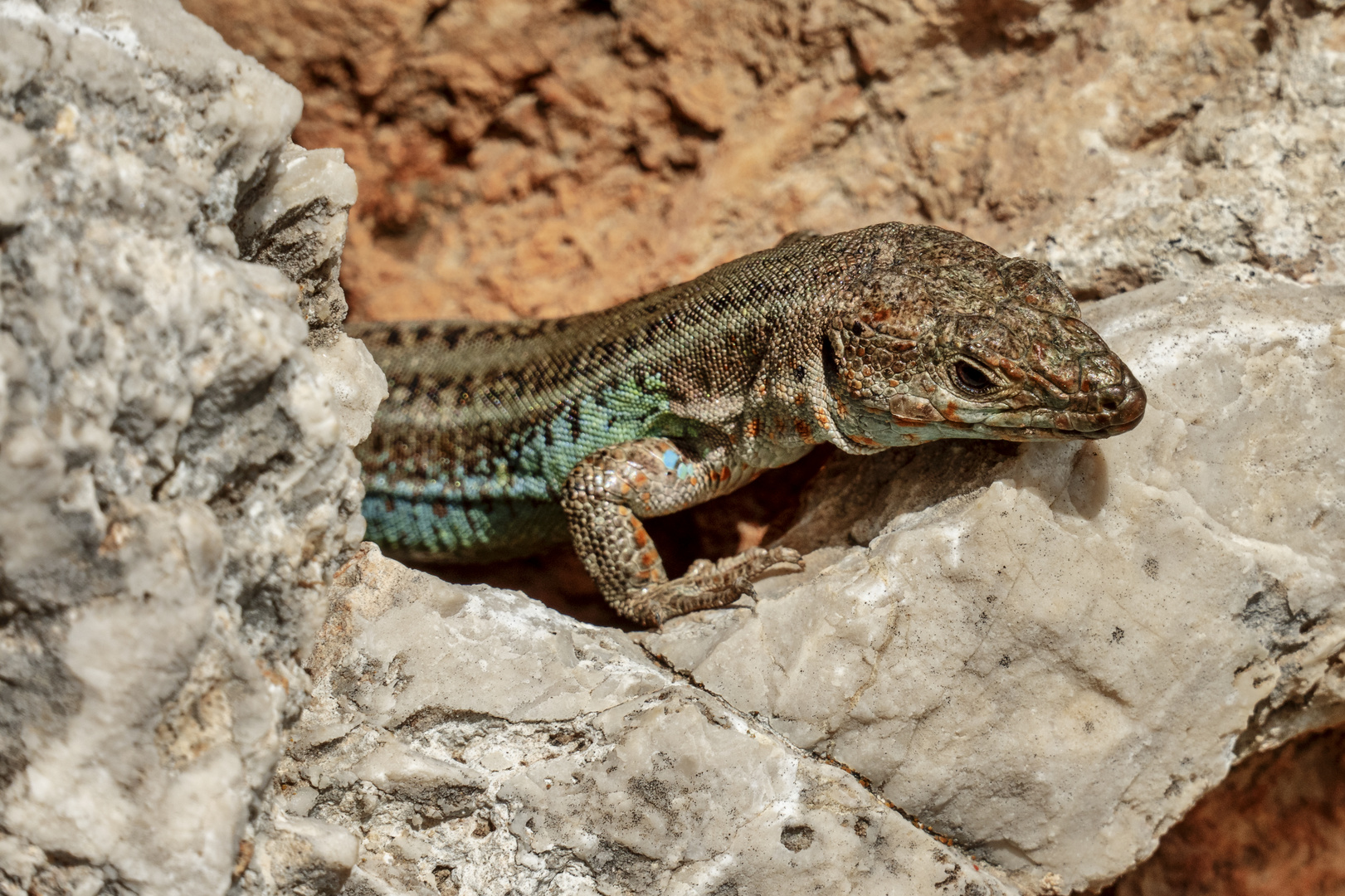 Peloponnes-Mauereidechse (Podacris peloponnesiacus)