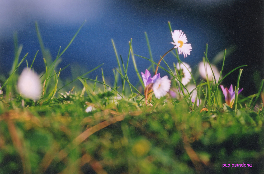 peloritani in fiore