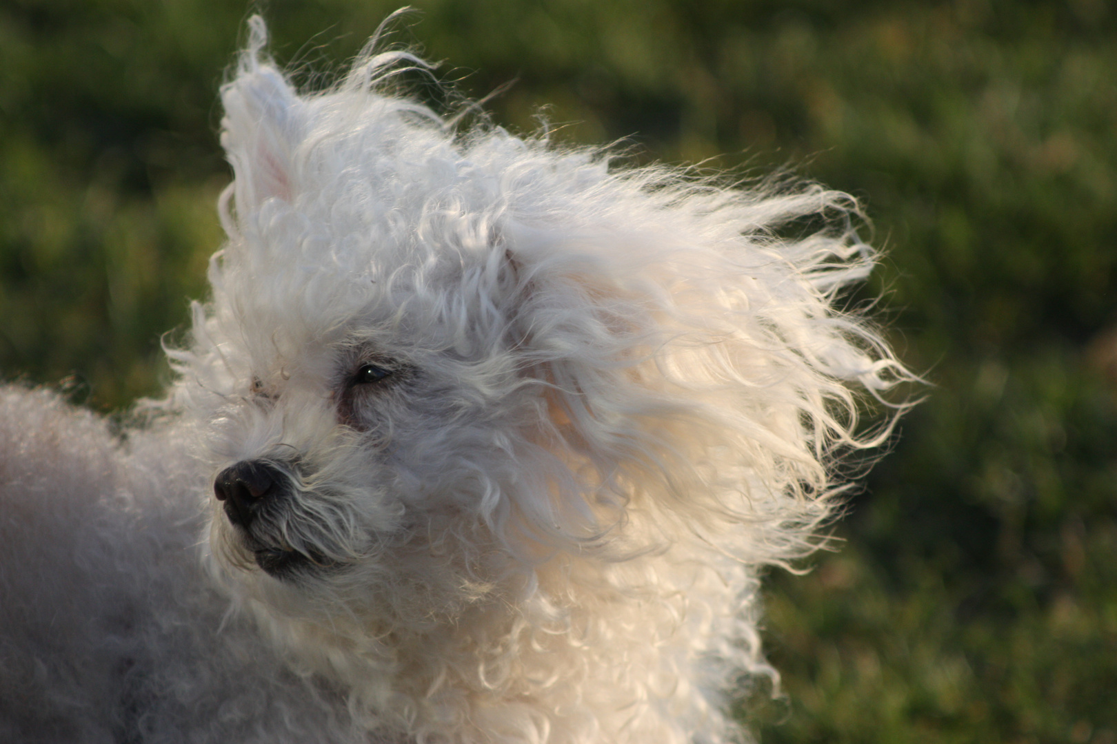 Pelos al viento..