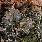 Peltigera....