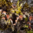 Peltigera-Bestimmungsversuch: Peltigera didactyla