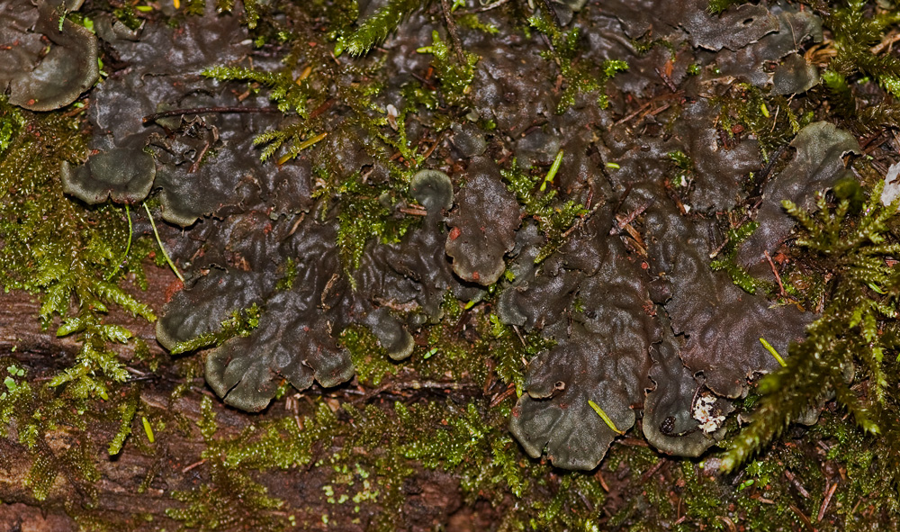 Peltigera horizontalis?