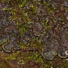 Peltigera horizontalis?