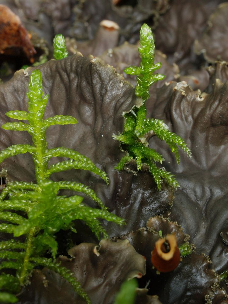 Peltigera praetextata