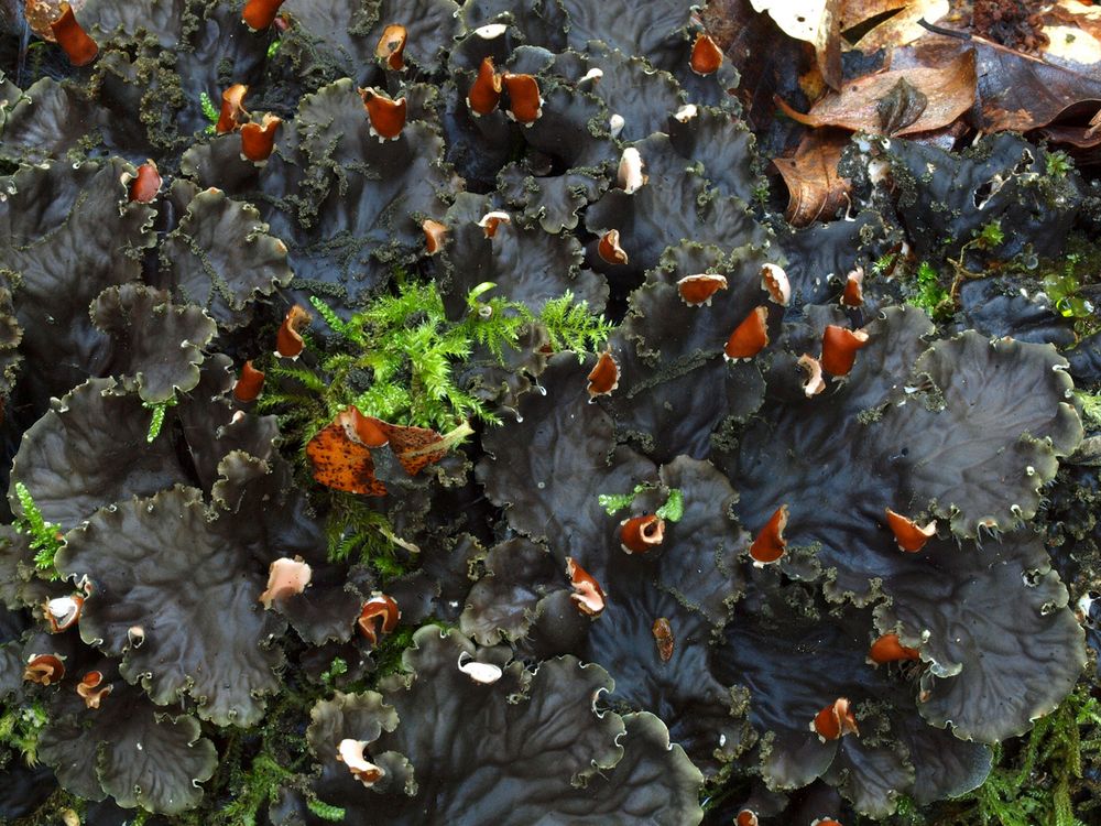 Peltigera praetextata