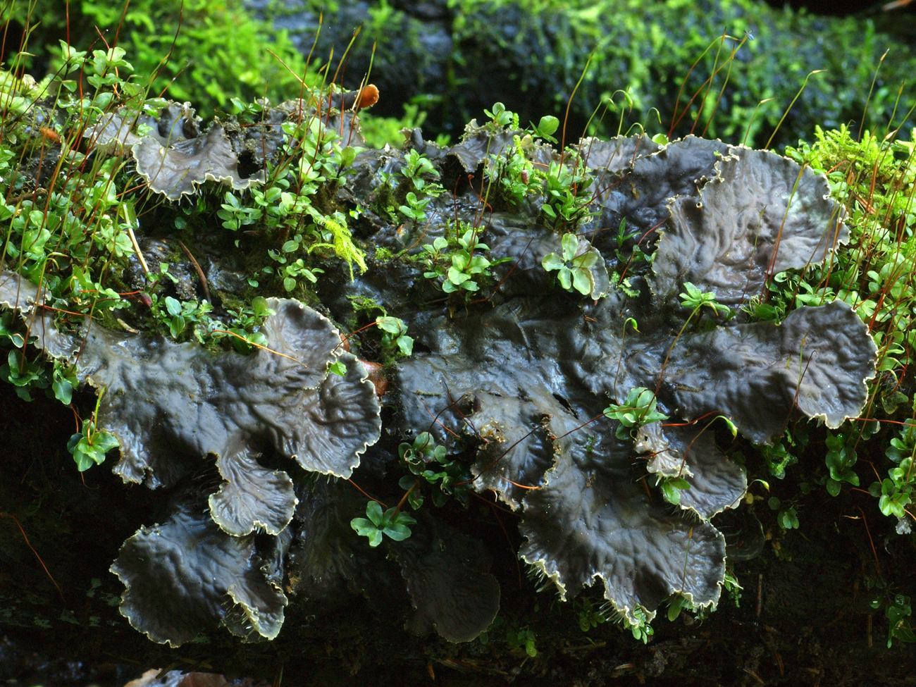 Peltigera praetextata 4