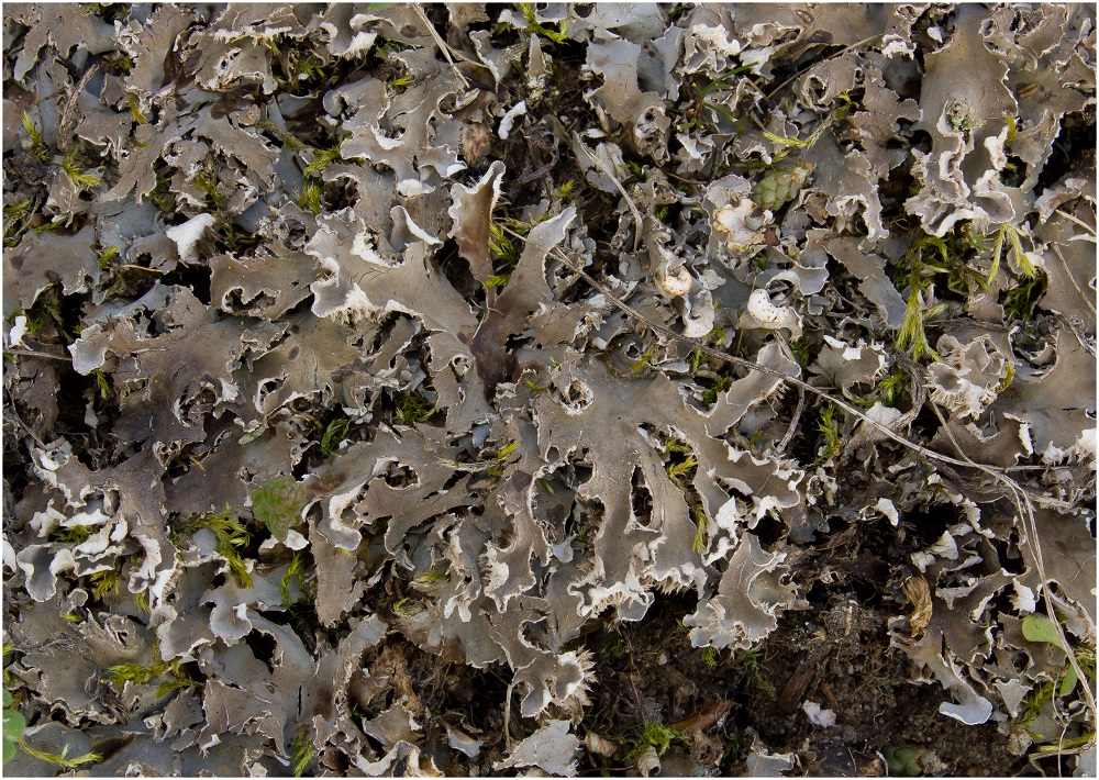 Peltigera sp. ?