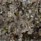 Peltigera sp. ?